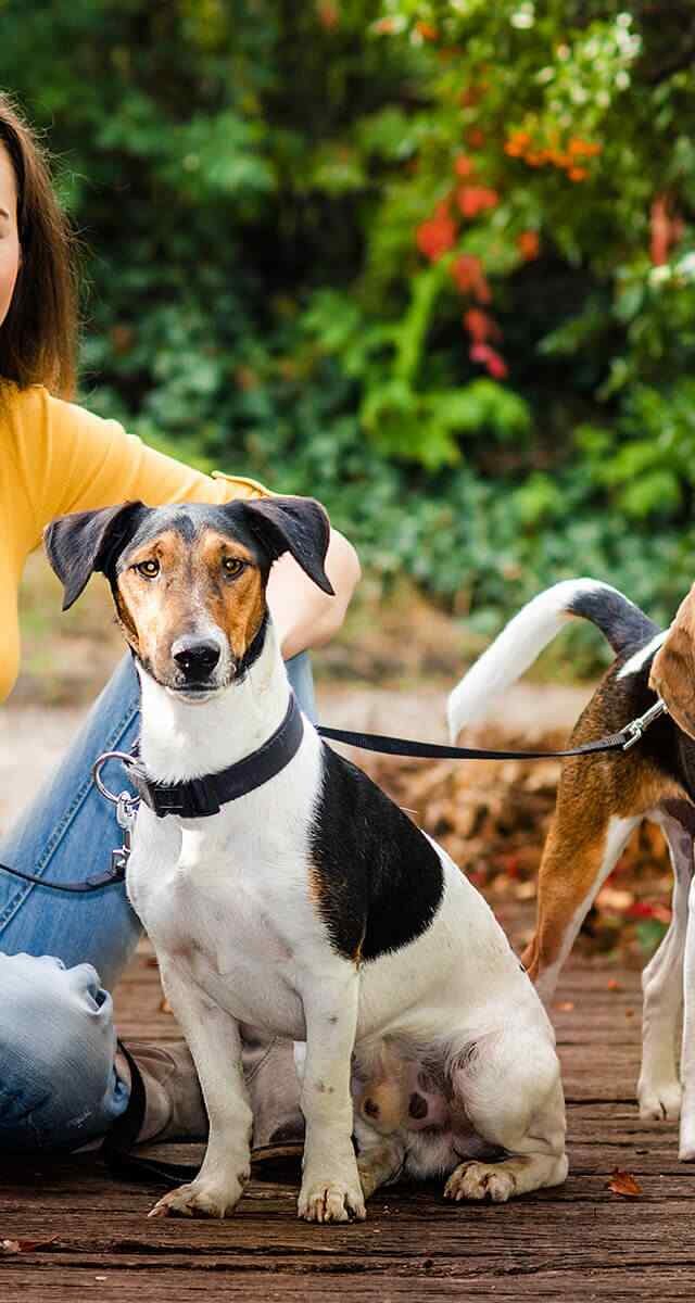 https://pawsland.uk/wp-content/uploads/2018/09/post_02-640x1200.jpg