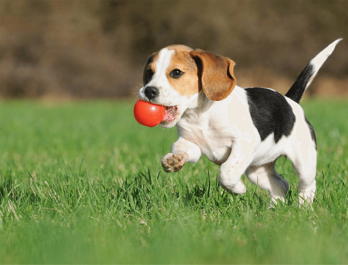 https://pawsland.uk/wp-content/uploads/2019/07/hero_image_01.png