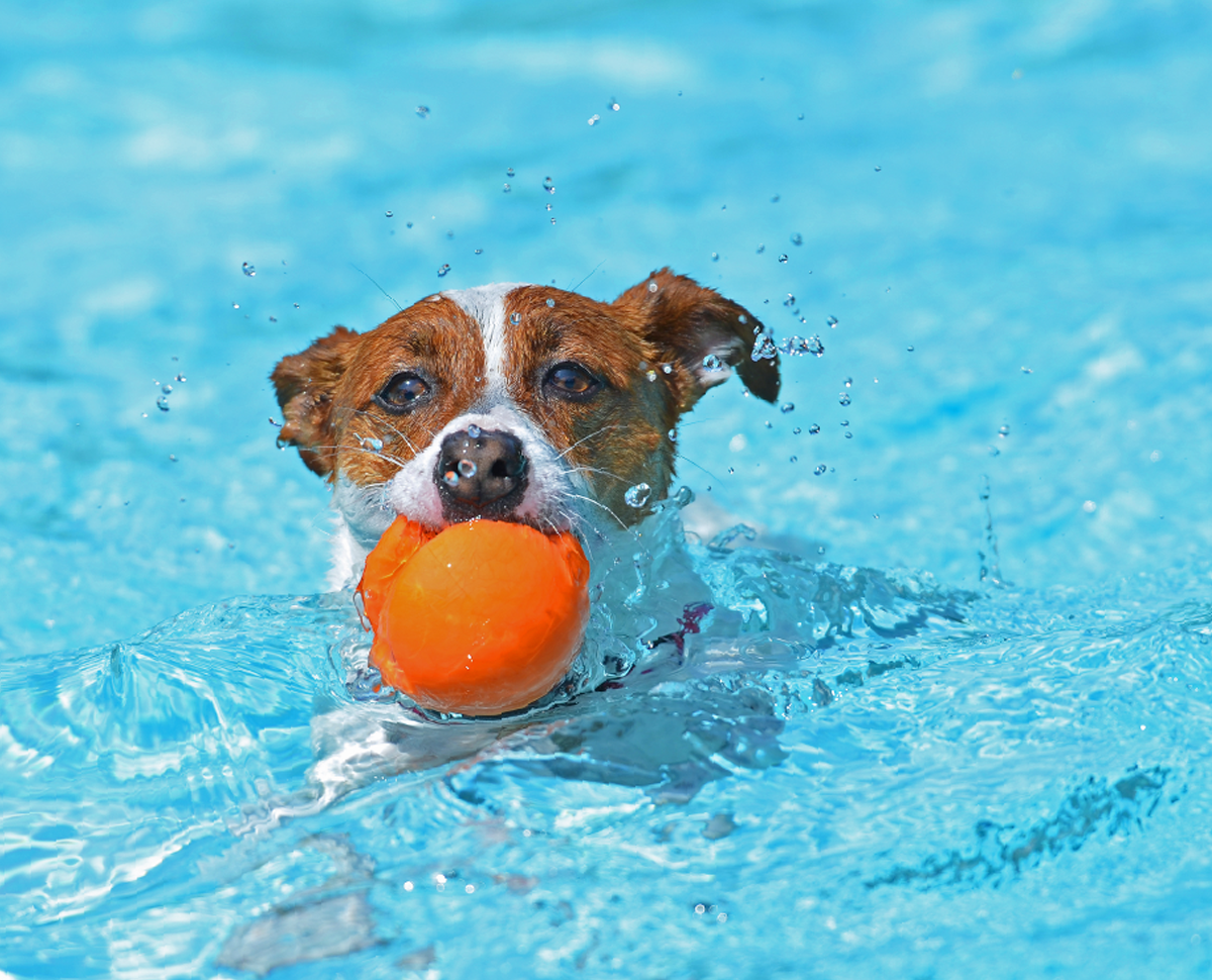 https://pawsland.uk/wp-content/uploads/2019/07/hero_image_03.png