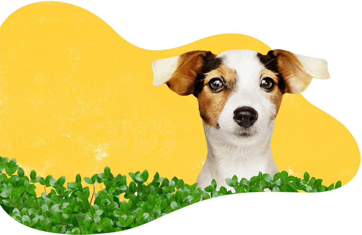 https://pawsland.uk/wp-content/uploads/2019/07/hero_image_06.png