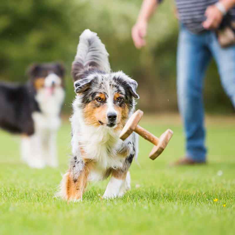 https://pawsland.uk/wp-content/uploads/2019/07/inner_image_01.jpg