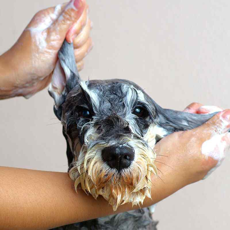 https://pawsland.uk/wp-content/uploads/2019/07/inner_image_02.jpg