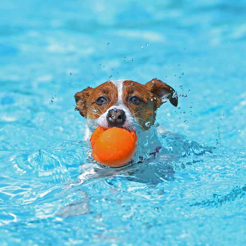 https://pawsland.uk/wp-content/uploads/2019/07/inner_image_03.jpg