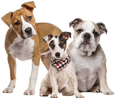 https://pawsland.uk/wp-content/uploads/2019/08/3_dogs.png