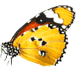 butterfly https://pawsland.uk/wp-content/uploads/2019/08/butterfly.png