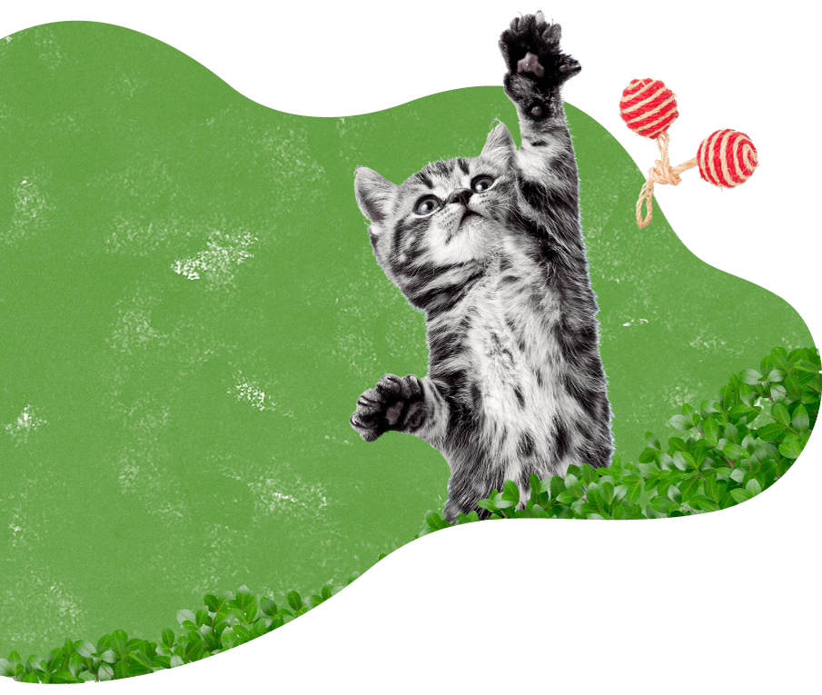https://pawsland.uk/wp-content/uploads/2019/08/cat_green_background.png