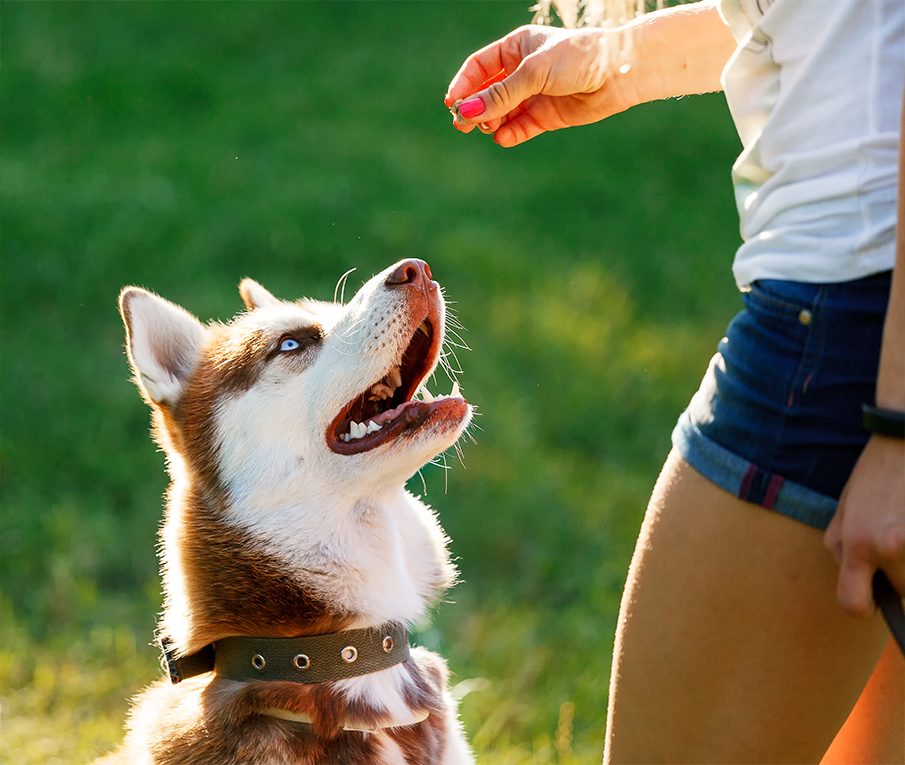 https://pawsland.uk/wp-content/uploads/2019/08/dog_prices.png