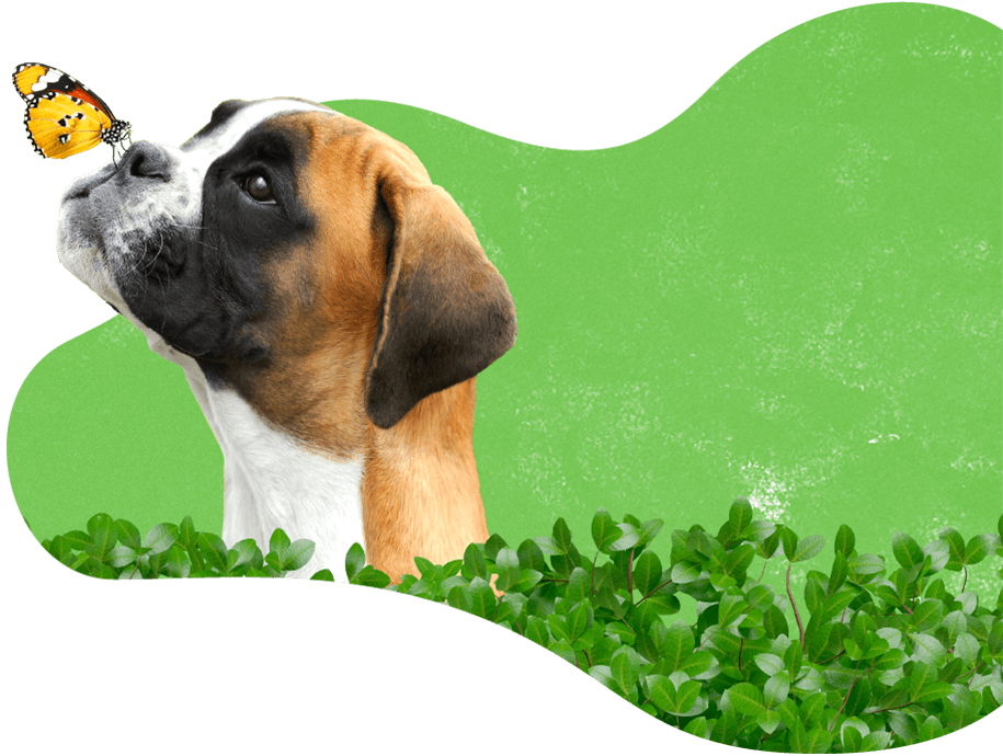 Pawsitive https://pawsland.uk/wp-content/uploads/2019/08/dog_services.png