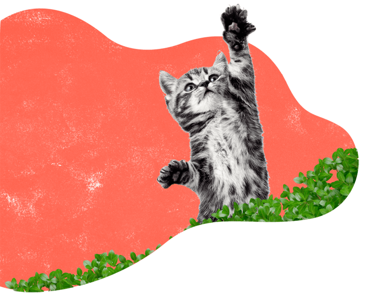 https://pawsland.uk/wp-content/uploads/2019/08/hero_image_12.png