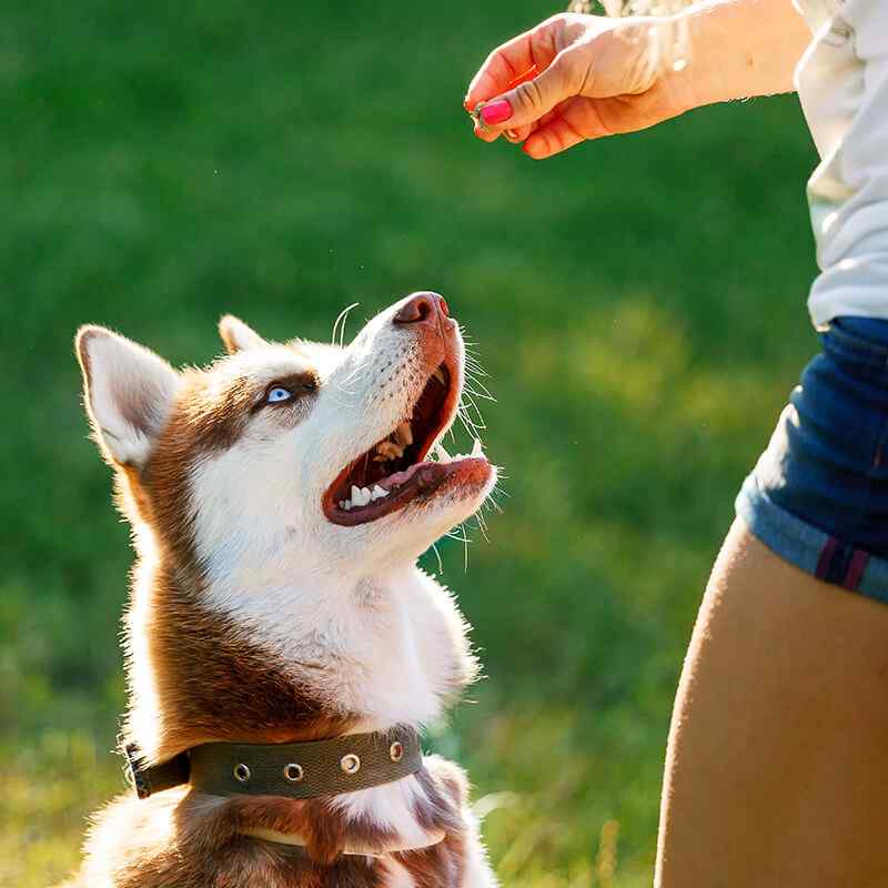 https://pawsland.uk/wp-content/uploads/2019/08/inner_gallery_04.jpg