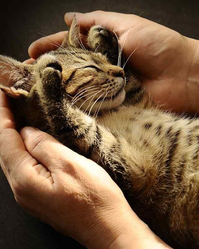 https://pawsland.uk/wp-content/uploads/2019/08/inner_gallery_05-640x800.jpg