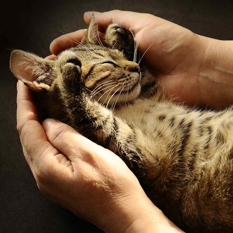 https://pawsland.uk/wp-content/uploads/2019/08/inner_gallery_05.jpg