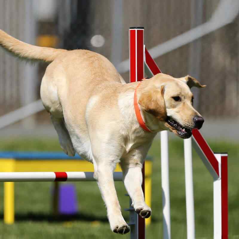 https://pawsland.uk/wp-content/uploads/2019/08/inner_gallery_15.jpg