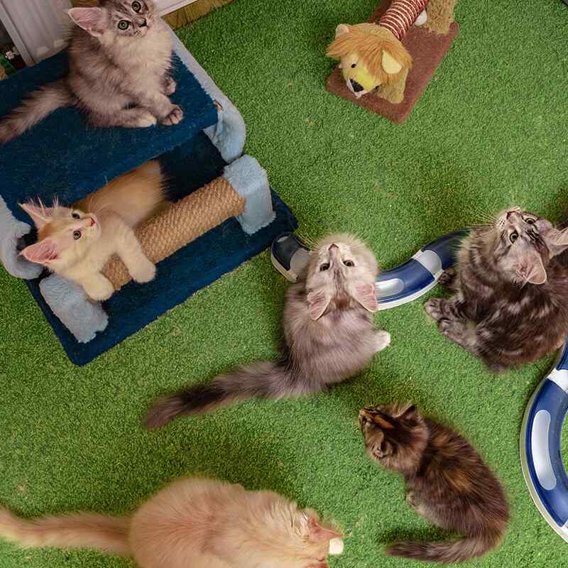 https://pawsland.uk/wp-content/uploads/2019/08/inner_gallery_16.jpg