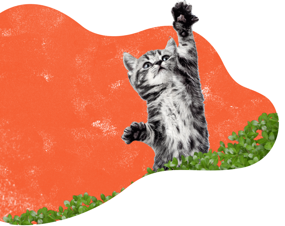 inner_services_cat https://pawsland.uk/wp-content/uploads/2019/08/inner_services_cat.png
