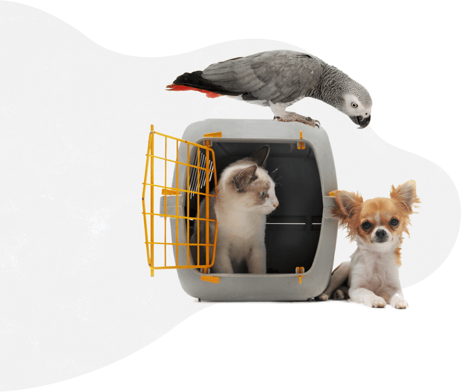 pets_services https://pawsland.uk/wp-content/uploads/2019/08/pets_services.png