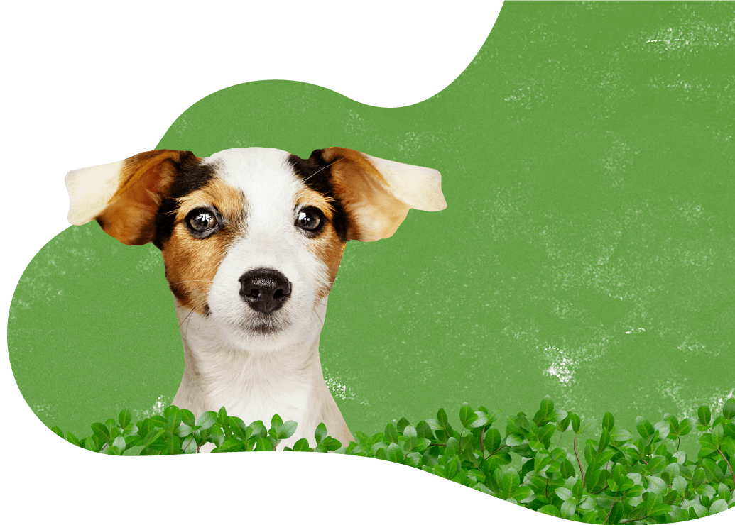 https://pawsland.uk/wp-content/uploads/2019/08/prices_background.png