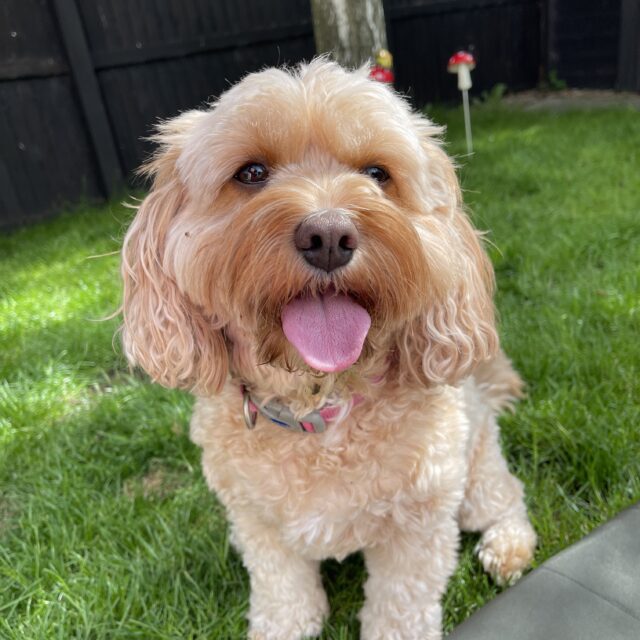 https://pawsland.uk/wp-content/uploads/2026/07/IMG_0068-640x640.jpg