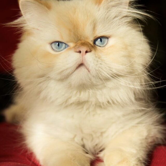 https://pawsland.uk/wp-content/uploads/2026/07/IMG_3309-640x640.jpg