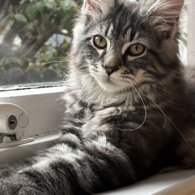 https://pawsland.uk/wp-content/uploads/2026/07/IMG_9273-640x640.jpg