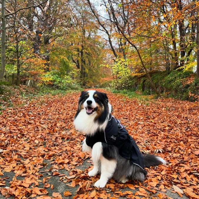 https://pawsland.uk/wp-content/uploads/2026/07/Screenshot-2026-07-05-192637.jpg