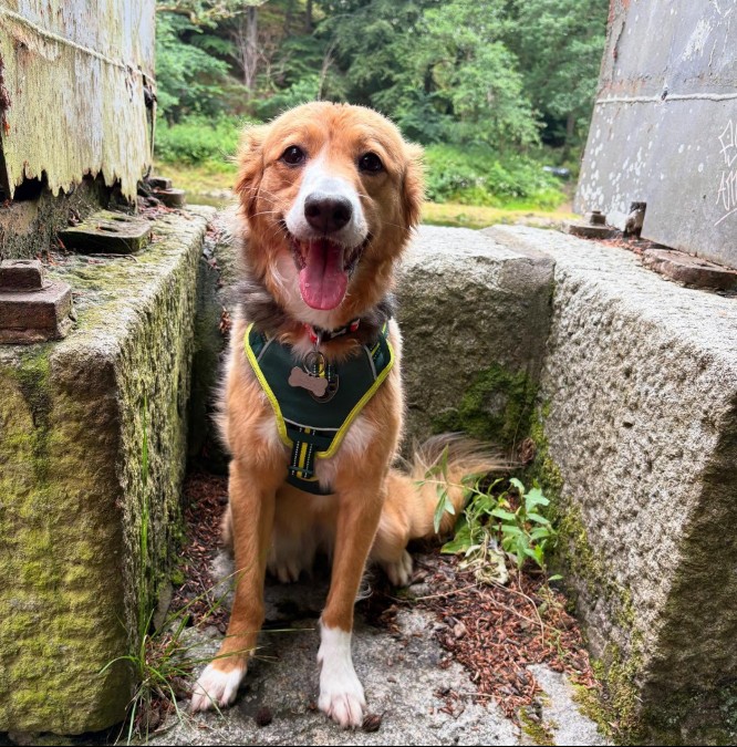 https://pawsland.uk/wp-content/uploads/2026/07/Screenshot-2026-07-05-192656.jpg