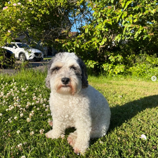 https://pawsland.uk/wp-content/uploads/2026/07/Screenshot-2026-07-05-192950.jpg
